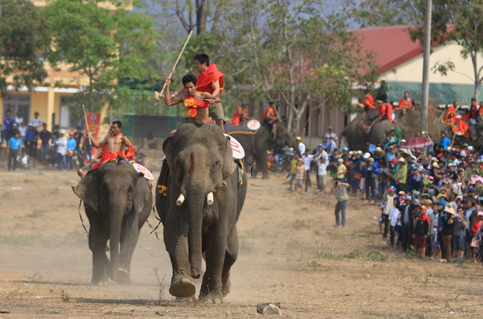 Buon Don Elephant Festival 2019 in Dak Lak province