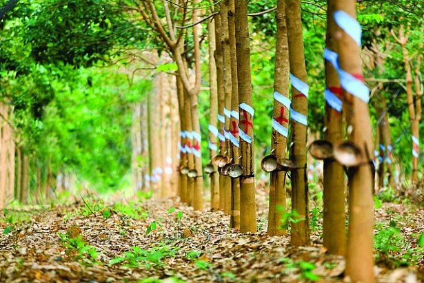 Vietnamese companies develop rubber plantation in Cambodia