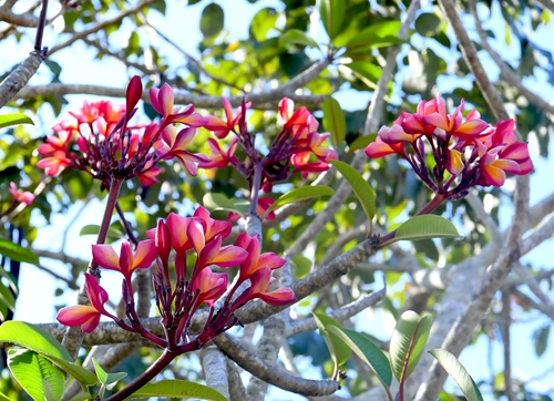 Con Dao in four seasons’ flowers