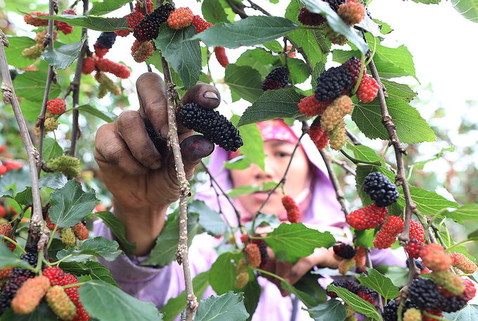 Mulberry season in Hanoi
