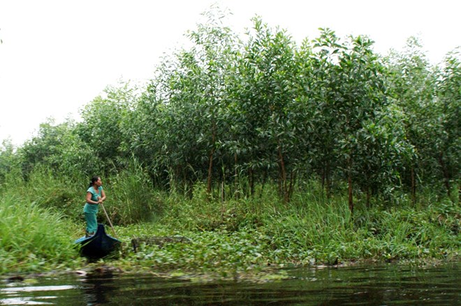 Ca Mau to plant more acacia trees as profits rise