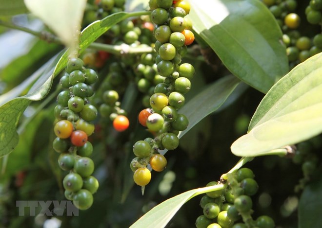 Peppercorn exports volume up, value down