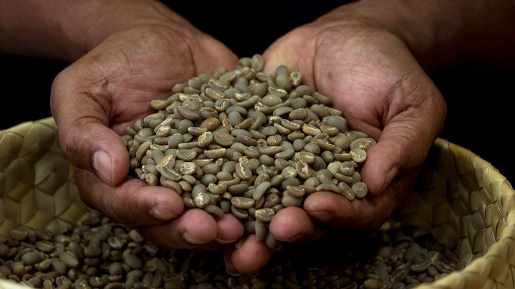 Timor-Leste develops coffee sector