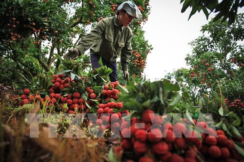 Hai Duong aims to harvest 40,000 tonnes of litchi in 2019