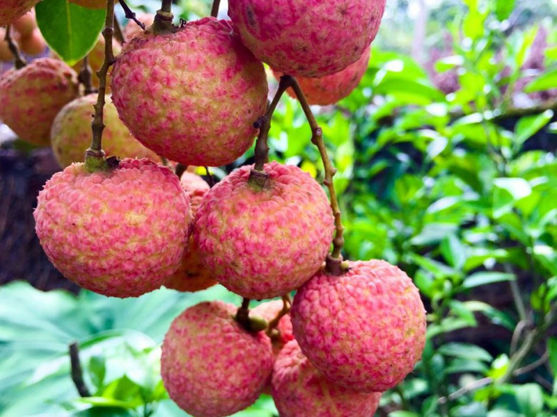 Fruit and vegetable exports bag over USD1 4 billion