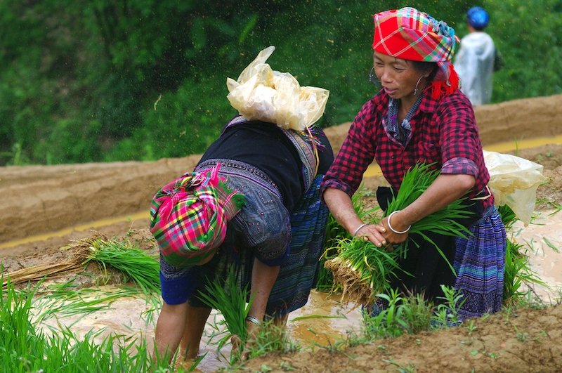 Rice production in highlands areas