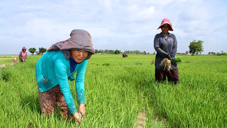 ADB expands its support to Cambodia s agriculture sector