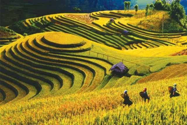 Mu Cang Chai terraced fields proposed as special national beautiful landscape