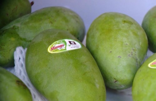 Son La exports more mangoes to UK