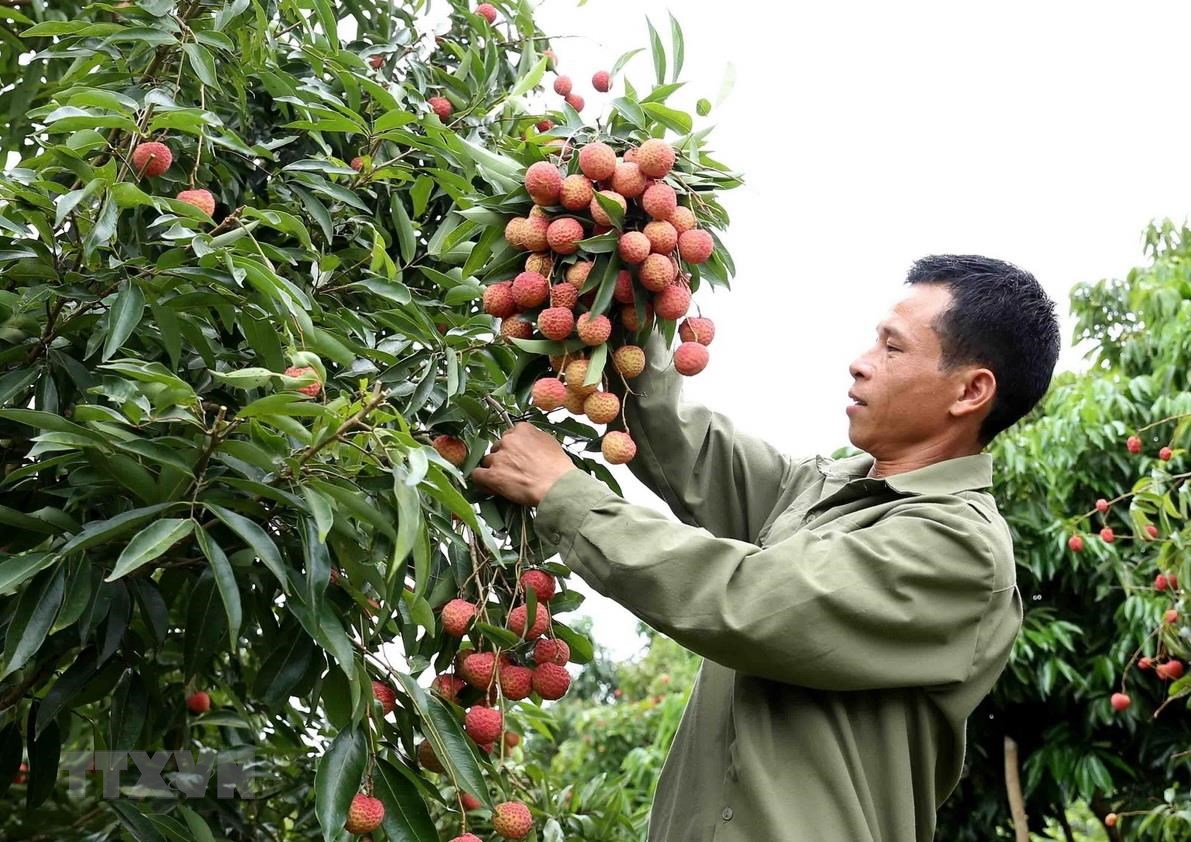 Vietnam becomes second largest exporter of lychees