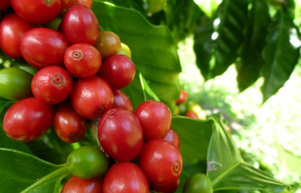 Agro-forestry-fishery enjoys over USD6 billion trade surplus in 8 months