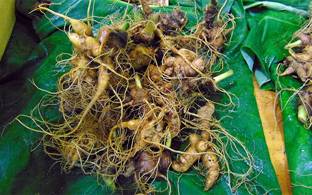 Quang Nam earns nearly VND10 billion from Ngoc Linh ginseng