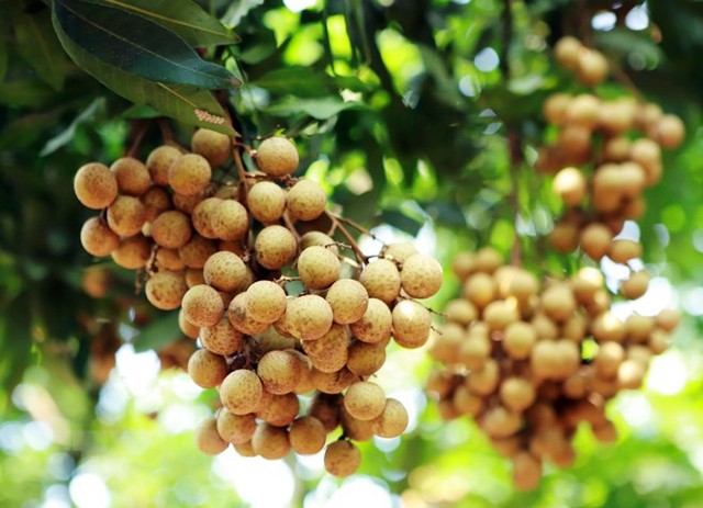 Vietnam steps up work to help longan enter Australian market