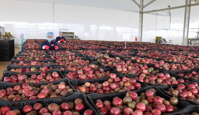 Central Highlands’ largest fruit, vegetable processing centre opened