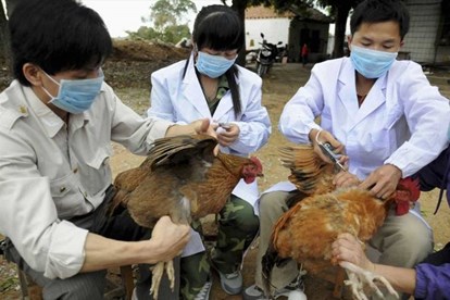 Bird flu actively supervised in Ho Chi Minh City