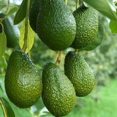 Vietnam in process of getting licence to ship avocado to US