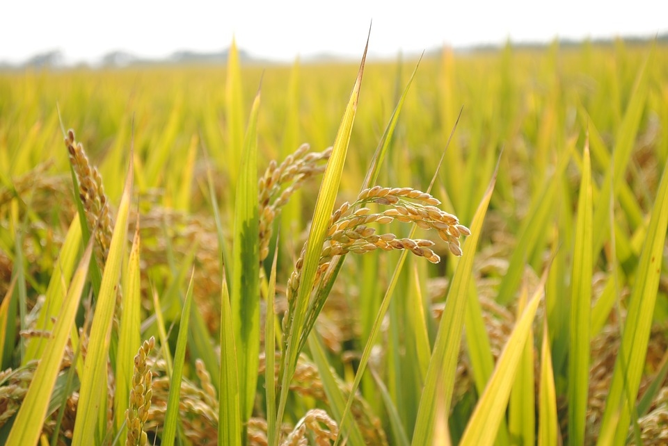 Fourth Vietnam Rice Festival to take place in Vinh Long in mid-December