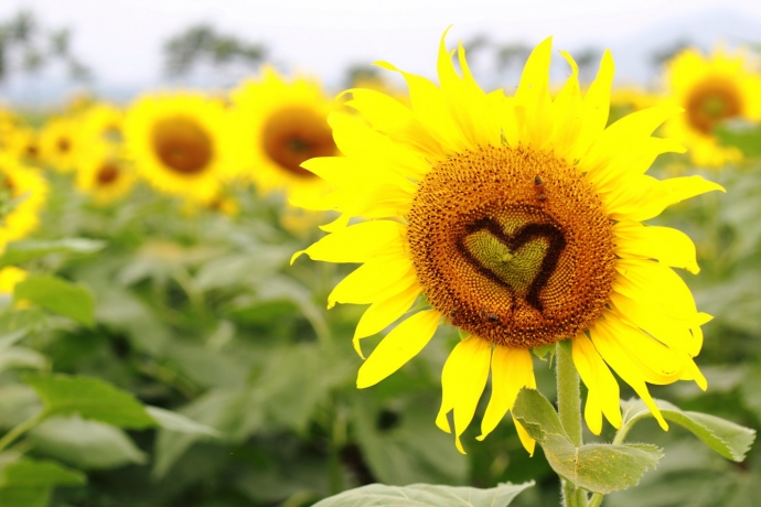 Sun Flower Festival to take place during 3 days