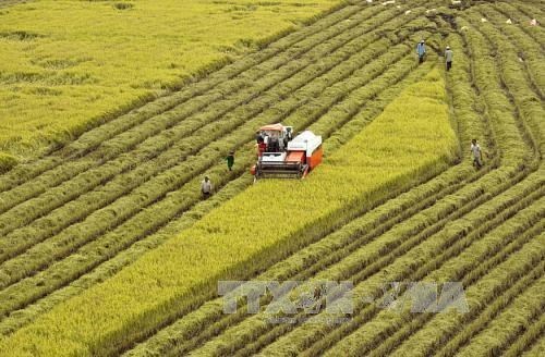 Agricultural sector gains trade surplus of 8 8 bln USD in 11 months