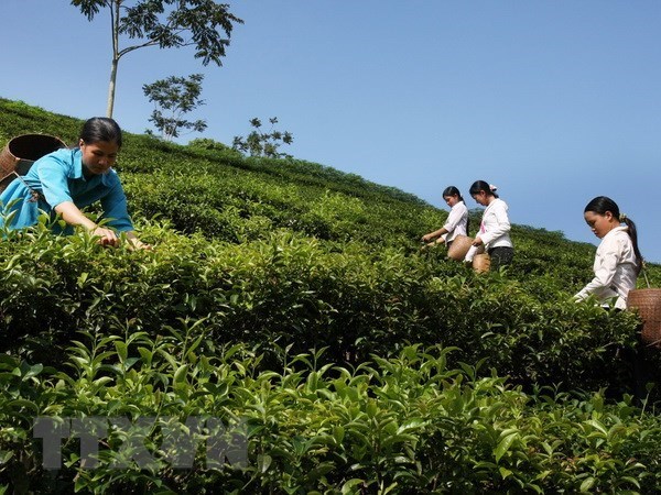 Vietnam exports 14,200 tonnes of tea to Taiwan China in nine months