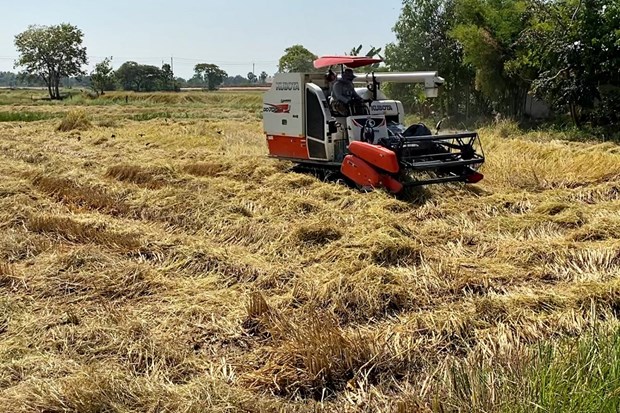 Thailand’s paddy output to decline in 2019-2020 season