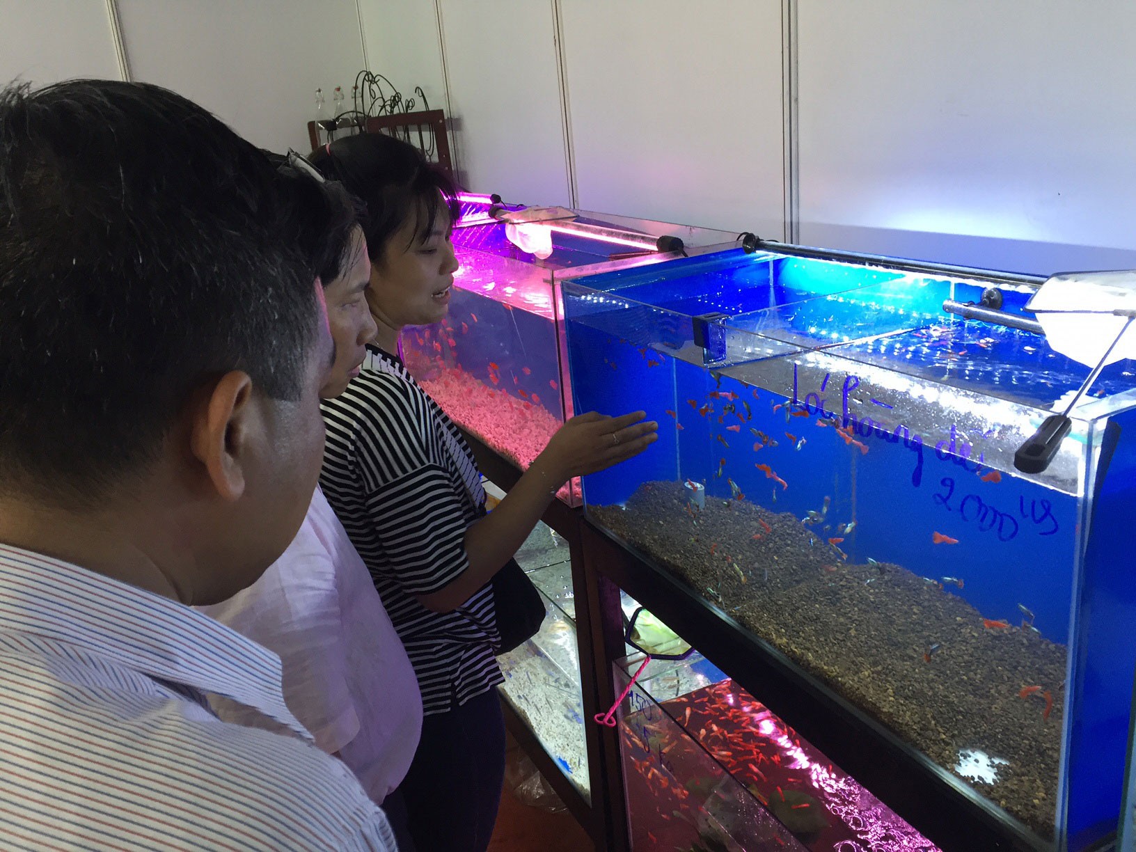 Ho Chi Minh city strengthens to export ornamental fish