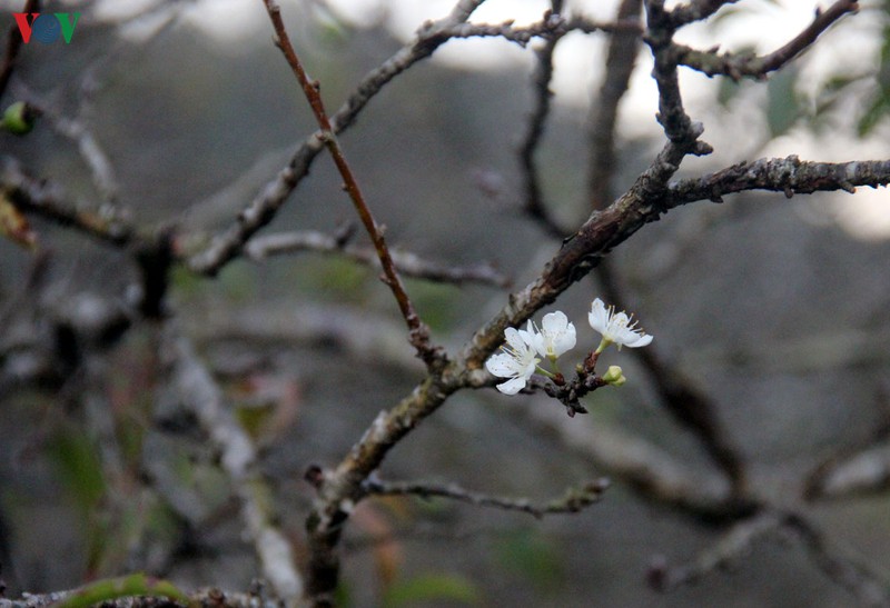 Plum flower brings early spring in Moc Chau
