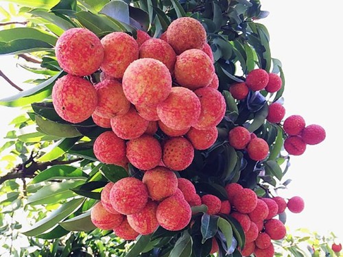 Japan opens its door for Vietnamese lychee
