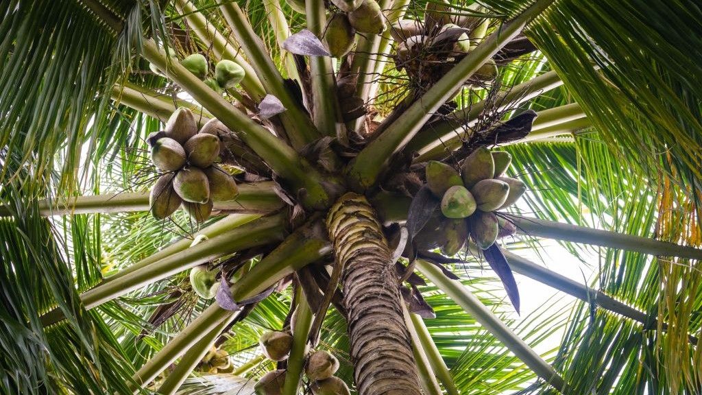 ADB helps Indonesia to develop Central Sulawesi’s coconut industry