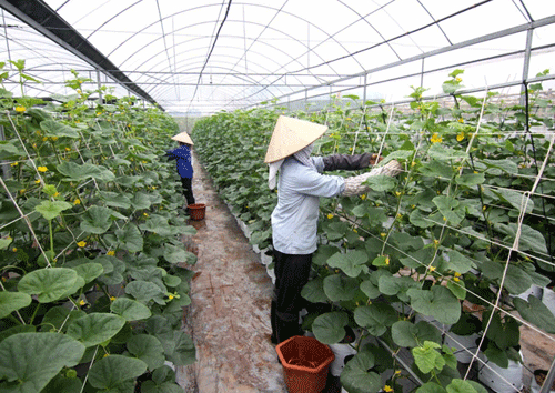 Japanese firms interested in high-tech farming in Bac Lieu