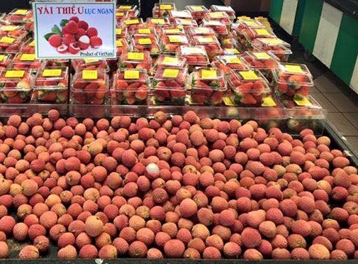 Vietnamese lychee first exported to Japan in 2020 season