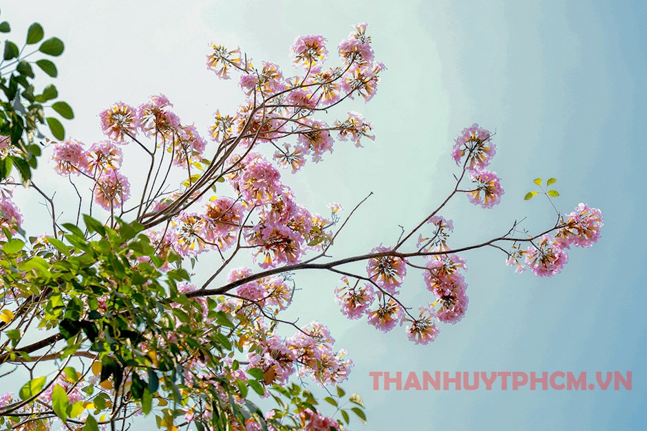 Rosy trumpet flowers bloom in Ho Chi Minh City