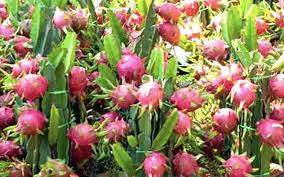 Long An province exports 50 tons of dragon fruit by sea per day