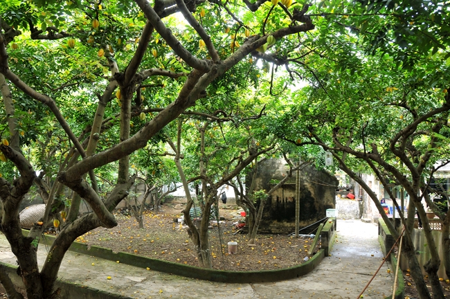 Hanoi village famous for sweet star fruits