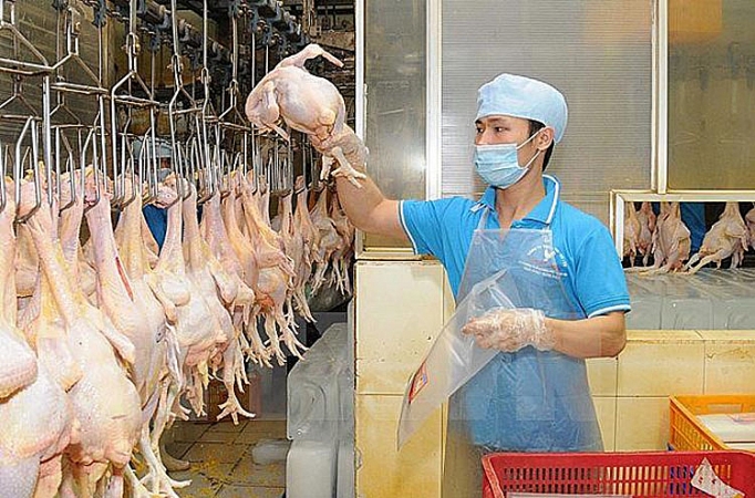 Russia - a potential market for Vietnam’s chicken exports