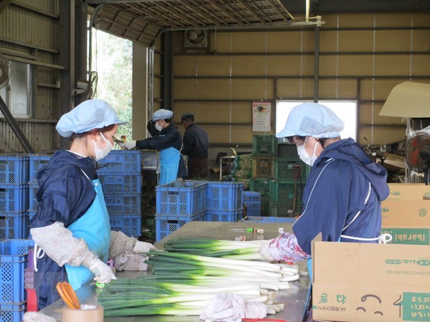 COVID-19 Vietnam, Japan work to protect health of Vietnamese trainees