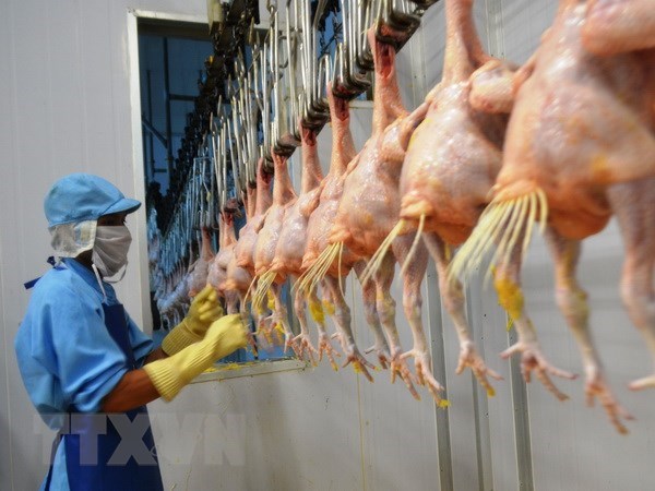 Vietnam exports processed chicken to Russia