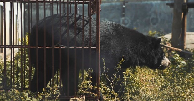 New short film released to call for end to bear farming
