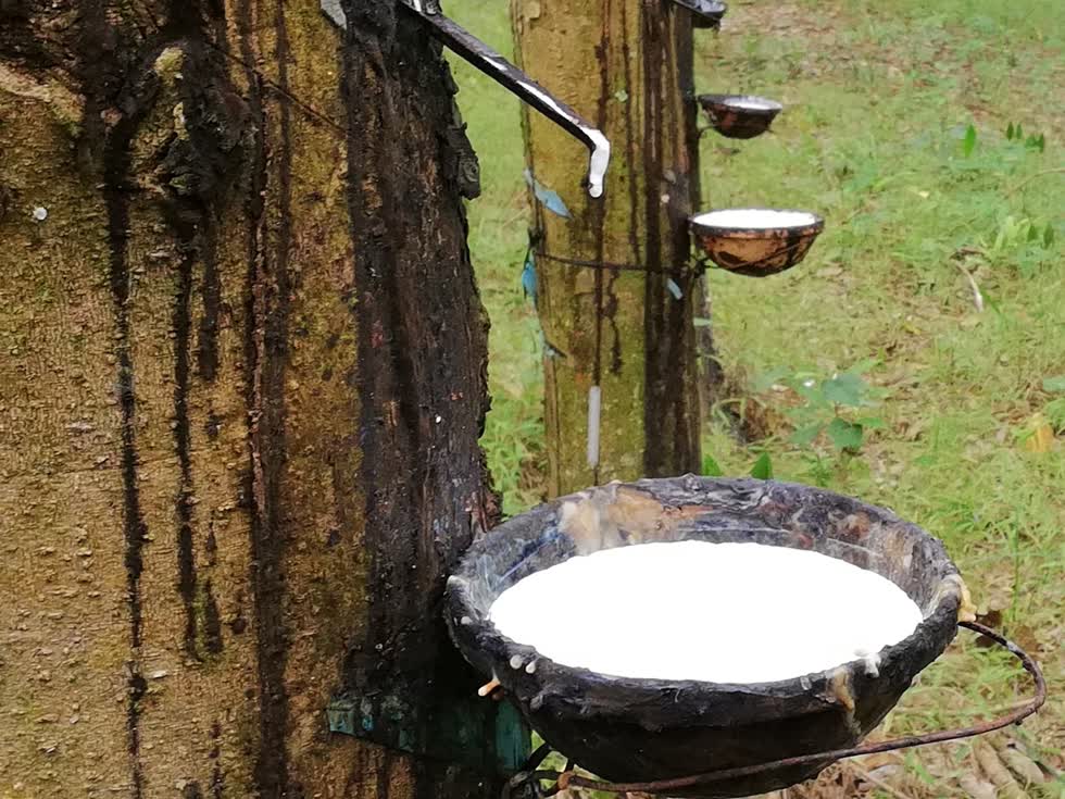 Vietnam s rubber company in Cambodia needs 10,500 workers