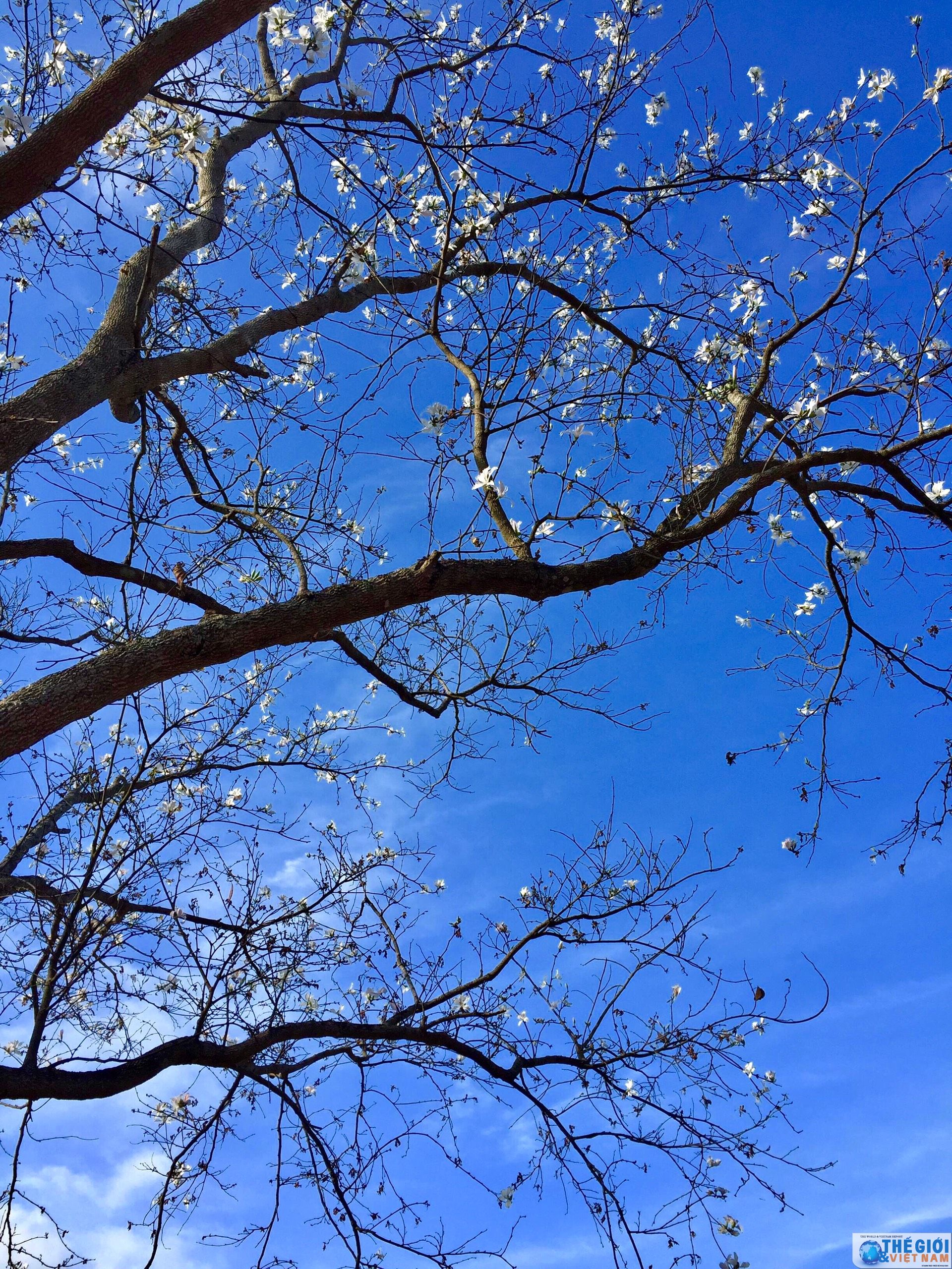 White bauhinia variegata flower - emissary of northwestern region in plateau city
