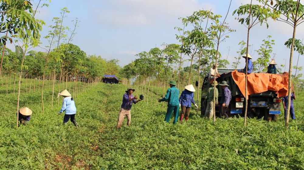 Job opportunity in export fruit farm for Vietnamese people in Cambodia
