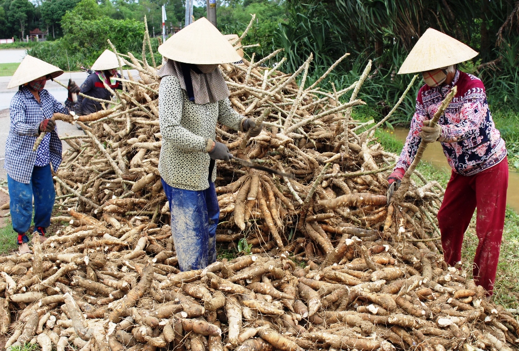 Vietnam sees cassava export reduction in two months