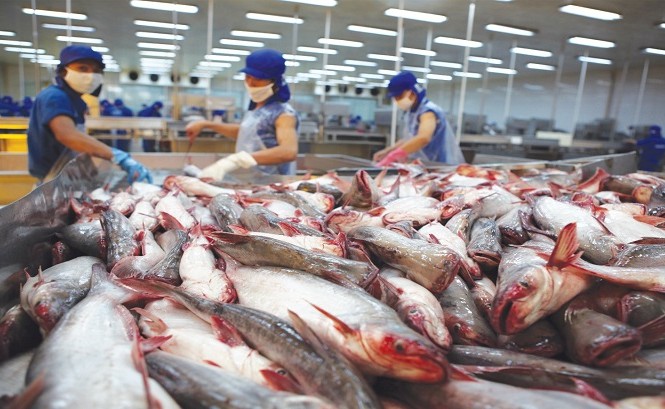 Tra fish export to US and China shows signs of recovery