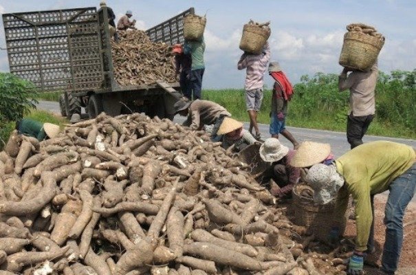 Cassava exports recover