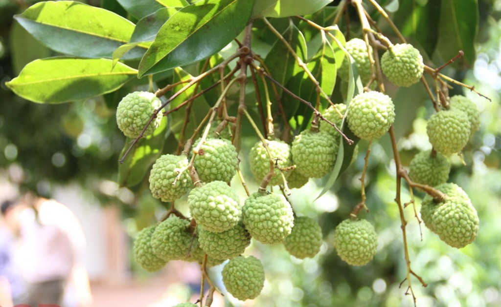 Northern province develops 281 hectares of litchi standard for exports to large markets