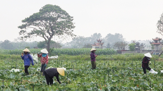 Thanh Hoa More than 100 tons of cabbage exported to RoK