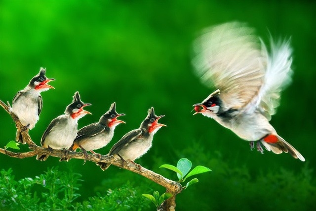 Vietnamese photographer wins gold at In t photo contest