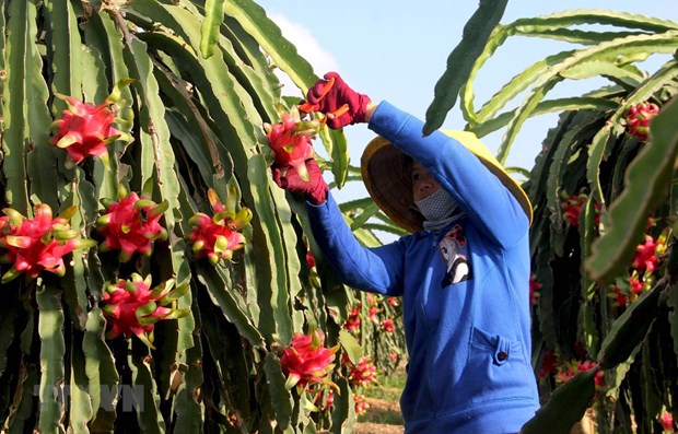 Vietnamese firms supported in export to Singapore amid COVID-19