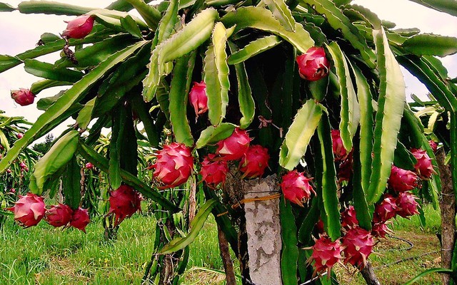 Australian customers favour Vietnamese red dragon fruits