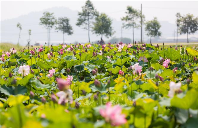 Lotus ponds - Tourism and culture highlight in Uncle Ho’s hometown